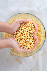 soybean in hand, soaked soybean in a glass bowl, soya bean soaking