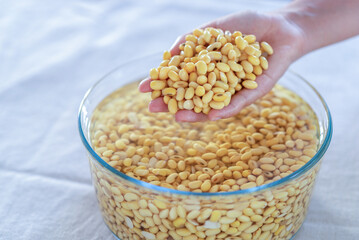 soybean in hand, soaked soybean in a glass bowl, soya bean soaking