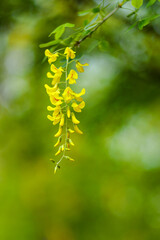 Blooming yellow acacia tree. Flowers of blooming yellow acacia in spring. Copy space