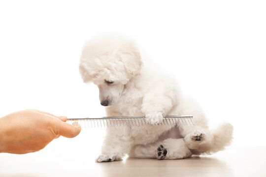 image of dog hairbrush hand white background