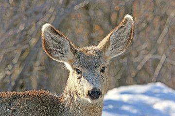 Mule deer in winter	