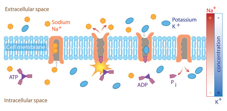 The sodium-potassium pump maintains the resting potential of a neuron.
