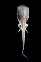 macro shot of tadpole with legs on blackbackground