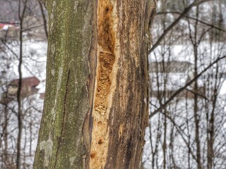 Obraz premium trunk of a tree