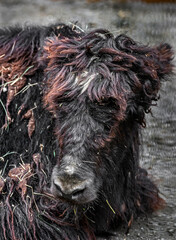 Black domestic yak calf's head. Latin name - Bos grunniens and Bos mutus	