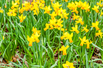 London, United Kingdom, 12 March 2022: Field of yellow daffodils or yellow narcissus