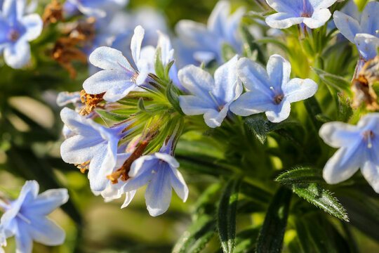 Zahn's gromwell "Lithodora zahnii" evergreen shrub with blue flowers petals blooming during Spring. Dublin, Ireland