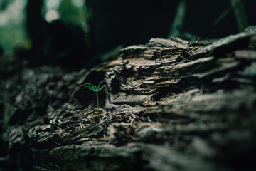 Small plant
