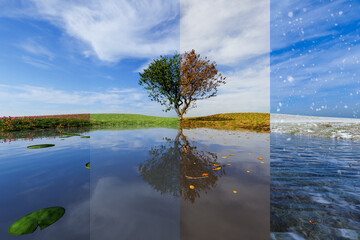 Tree by a lake, A collage of season . All seasons in one photo. Winter, spring, summer and autumn....