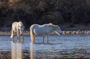 Obraz na płótnie Canvas Wild Horses in the Salt River in the Arizona Desert