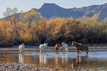 Wild Horses in the Salt River in the Arizona Desert