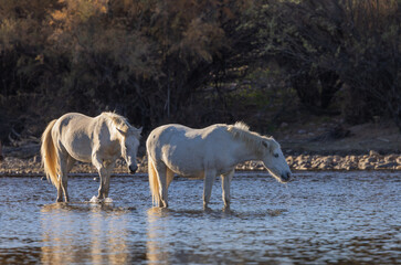 Fototapeta na wymiar Wild Horses in the Salt River in the Arizona Desert