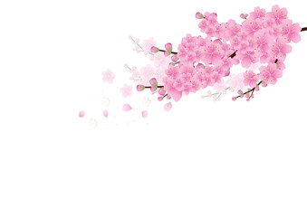 Obraz premium Sakura flowers background. cherry blossom isolated white background