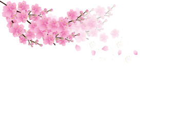Obraz na płótnie Canvas Sakura flowers background. cherry blossom isolated white background