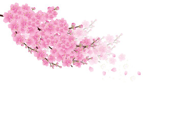 Fototapeta premium Sakura flowers background. cherry blossom isolated white background
