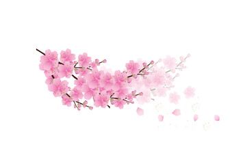 Sakura flowers background. cherry blossom isolated white background