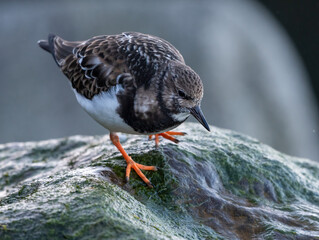 Ruddy turnstone (Arenaria interpres) standing on a rock, North Norfolk coast. 