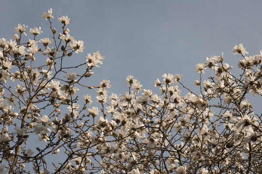 Fototapeta fWhite magnolia stellata blossom flowers in tree branches and blue sky in early spring