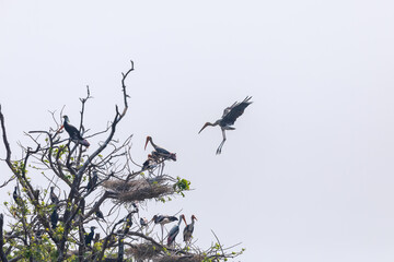 Home coming - Painted stork (Mycteria leucocephala) at Rabindra Sarovar, Kolkata, India