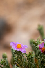 Cistus albidus, grey leaved cistus, growing on the side of the mountain in Spain