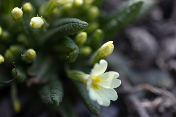 A small white spring flower grows from the ground.