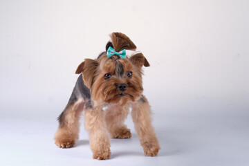 A Yorkshire Terrier puppy stands uncertainly in front of the camera