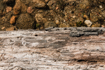 Texture of tree trunk floating on the water. Selective focus. Copy space.