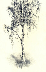 Tall birch tree. Pencil drawing