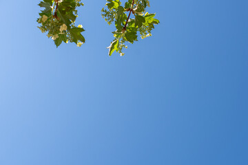 Fototapeta premium Spring flowering tree against the sky with space for text.