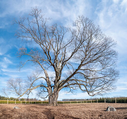 The Comfort Maple, widely thought to be the oldest Sugar Maple (Acer saccharum) tree in Canada, stands tall and proud in Pelham, Ontario.