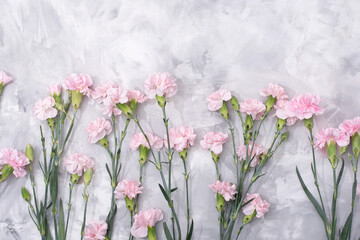 Fototapeta na wymiar loose pink carnations scattered on cement background, spring holidays, valentine