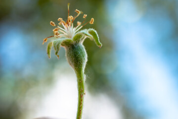 A bud of a flower and an emerging apple.