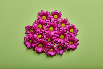 Spring flowers, inflorescence. Pink gerbera flowers on green wall background. top view, flat lay