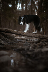 Border Collie stand on tree and look at the water in forest