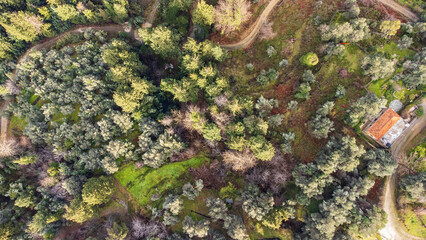 Aerial top down of beautiful forest landscape in Crete, Greece
