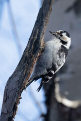 Lesser Spotted Woodpecker
