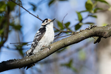 Lesser Spotted Woodpecker