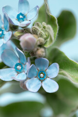 Fototapeta na wymiar Fresh blue tweedia flower on the blue background close up macro. Copy space