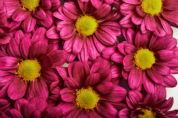 Daisy bright pink. Flowers Close-up. For design. Nature. Pink Purple Blooming Flowers. Aroma, Flora, Herbal Concept