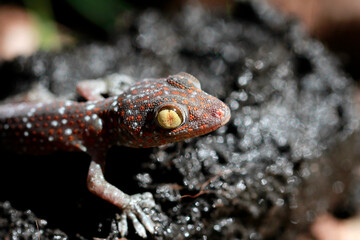 macro shot  of a Tokay Gecko (Gecko gecko).
