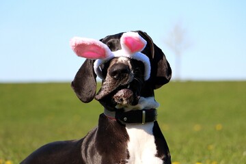 funny head portrait of a great dane with easter bunny ears slipping from head in garden

