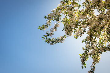 Blooming apple tree. Spring flowers on the bushes.