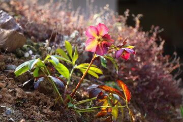 Pink hellebore flowers in sunlight. Selected focus.