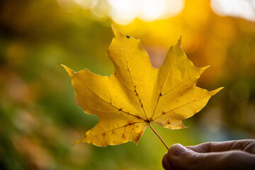 Fototapeta na wymiar hand holding yellow maple leaf