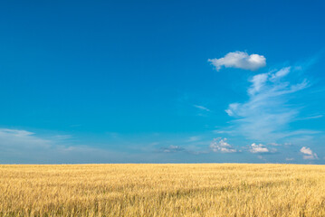 Yellow field with ears of corn and blue sky.