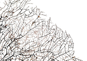 Beautiful exotic branching coral on white background, closeup