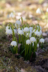 Snowflake or Leucojum vernum spring flowers in the garden