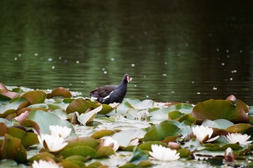 Moorhen bird walking on the water roses in the lake