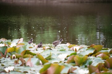 Baby birds in the lake with rain © Alejandro Alfonso 