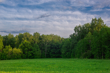 The forest is green, the field with grass and the blue sky with clouds like in Scotland.